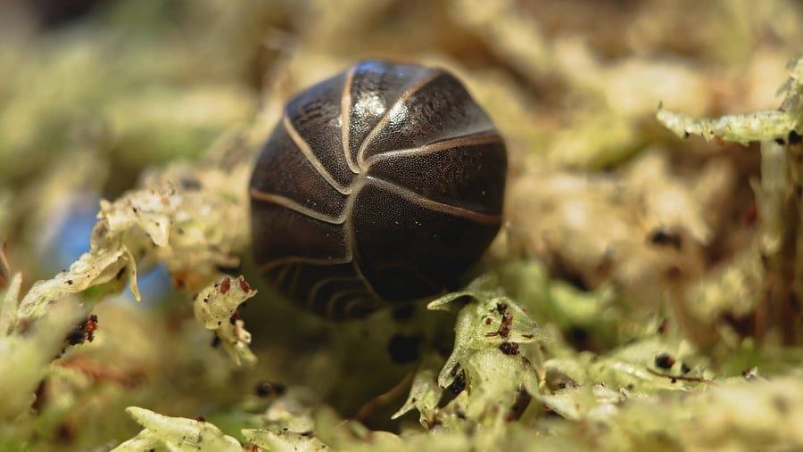 Armadillo officinalis Isopody/kulanki/łatwe