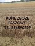 Skup zbóż rzepaku kukurydzy zboża pszenica pszenżyto żyto owies