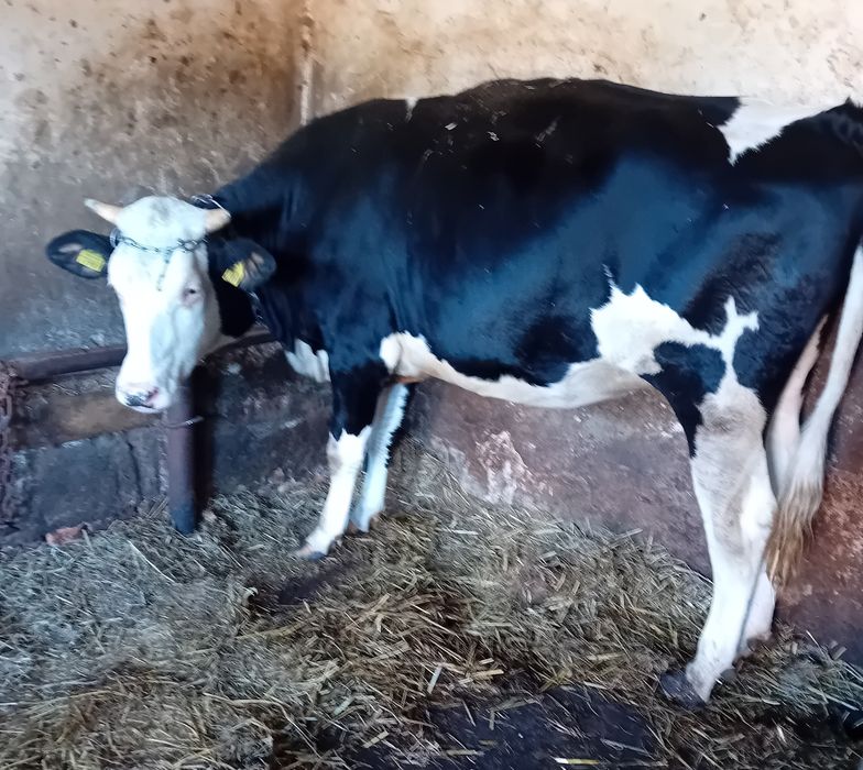 Jałówka wysokocielna 6M