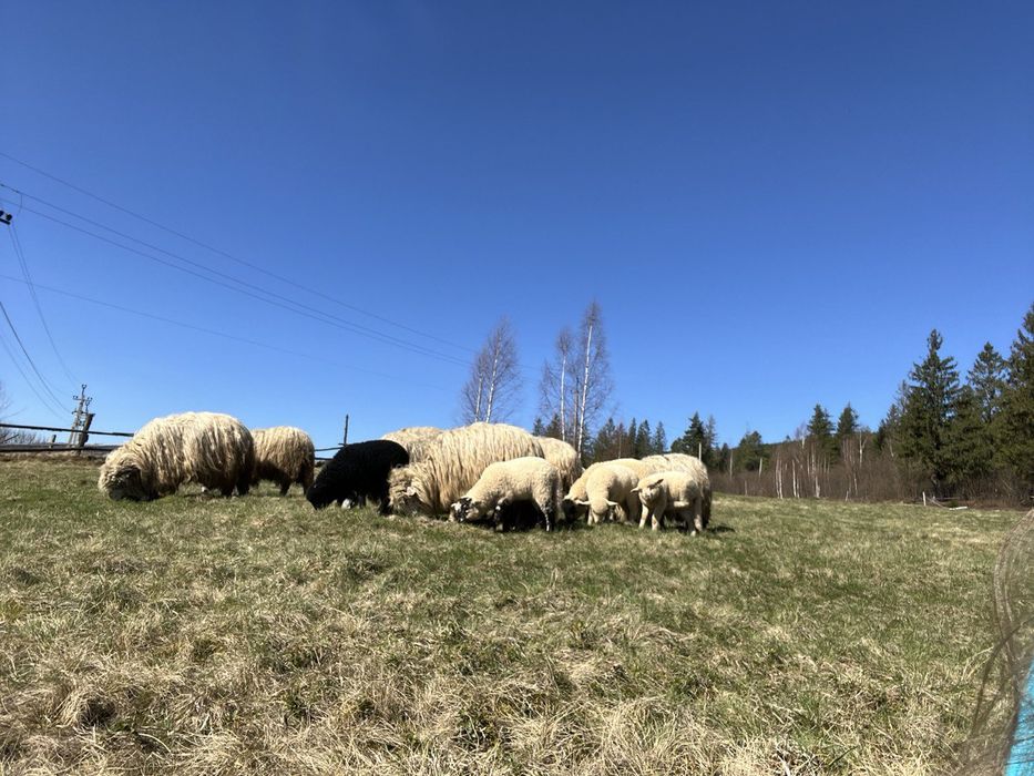 ПРОДАЮТЬСЯ Румунські та Карпатські вівці