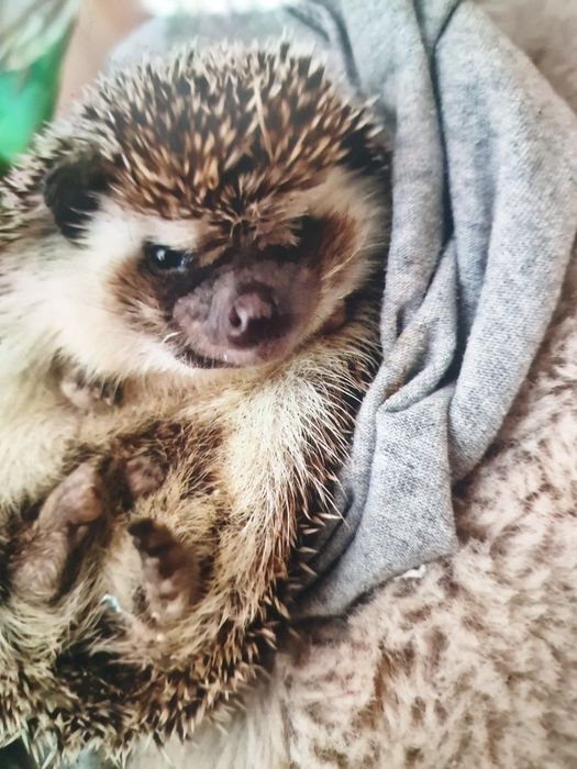 Jeżyk pigmejski mlody samczyk