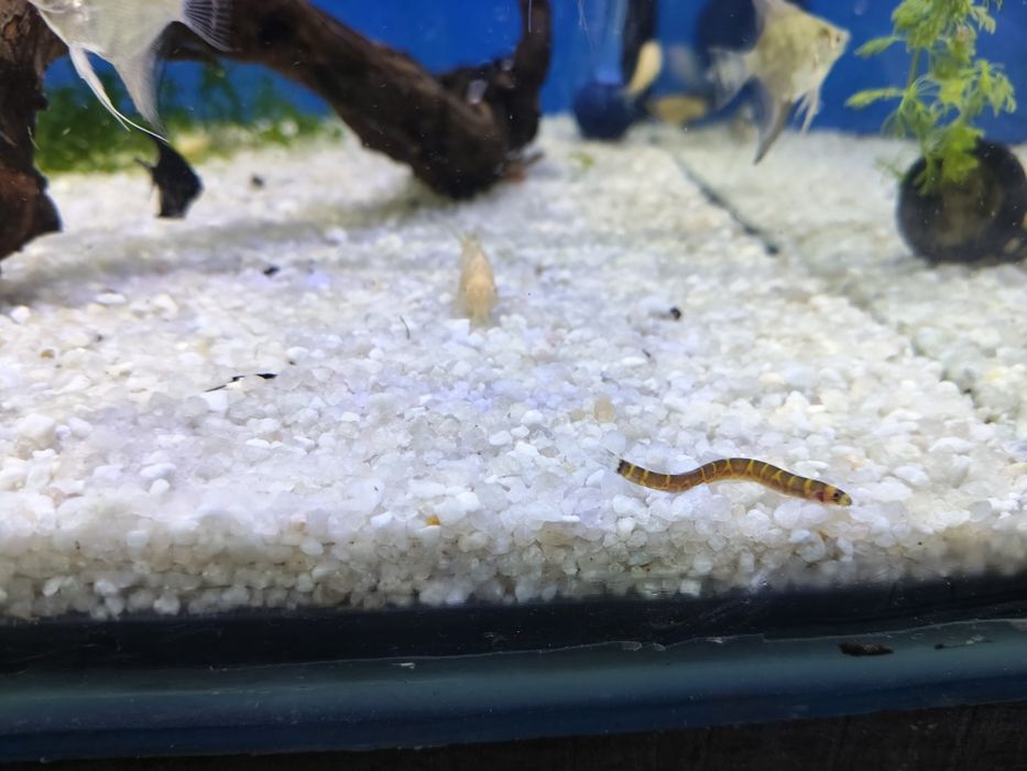 Cobra    kulhi  (pangio  kuhlii)