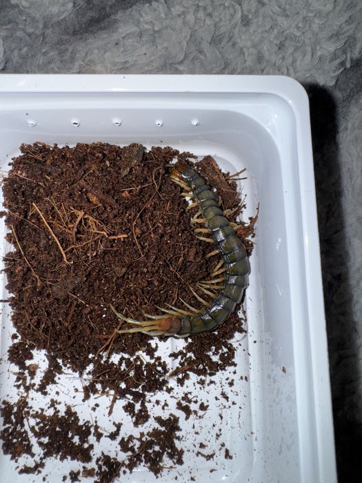 Skolopendra około 10cm