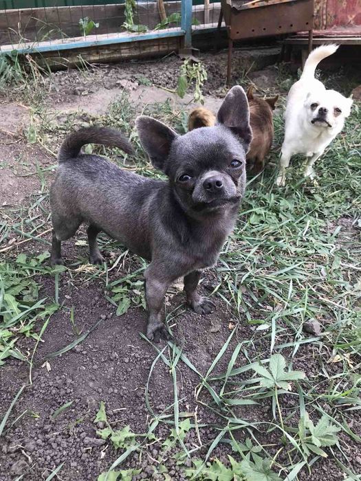 Голубого окраса мальчик. Вязка.