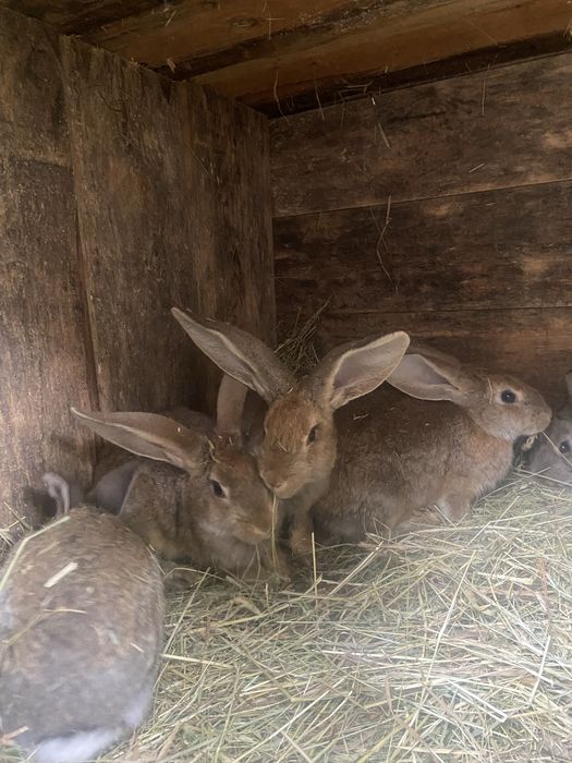 Króliki 4 miesieczne