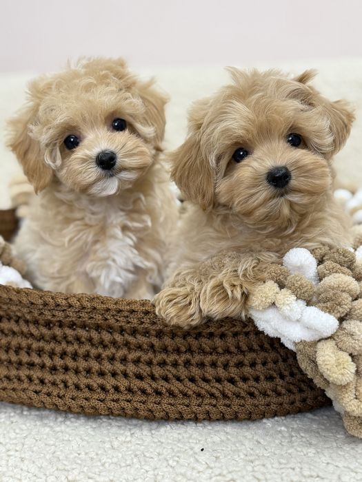 Очаровательные детки Мальтипу !!!