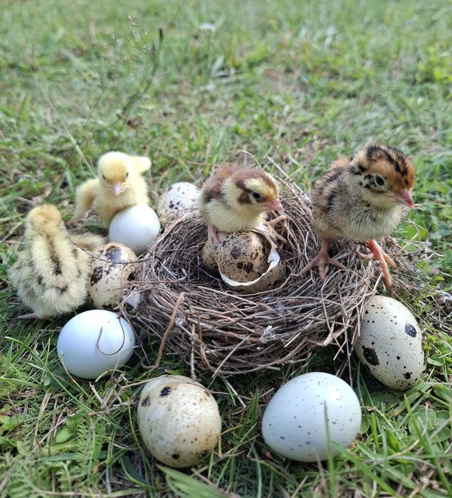 Pisklęta Faraon, Feniks, Texas, Celadon