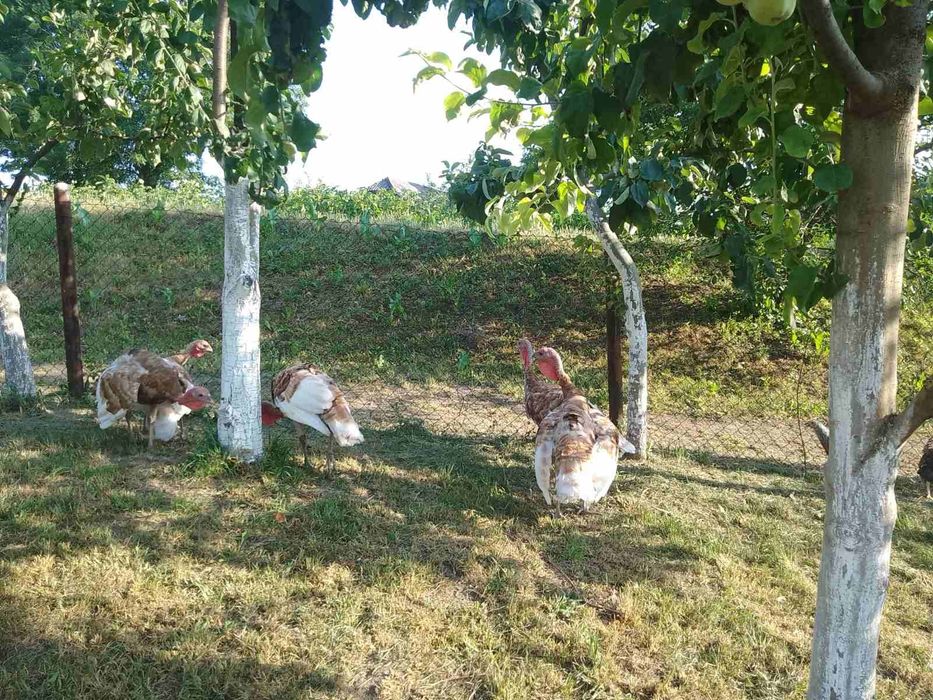 індики  червоний бурбон.яйця