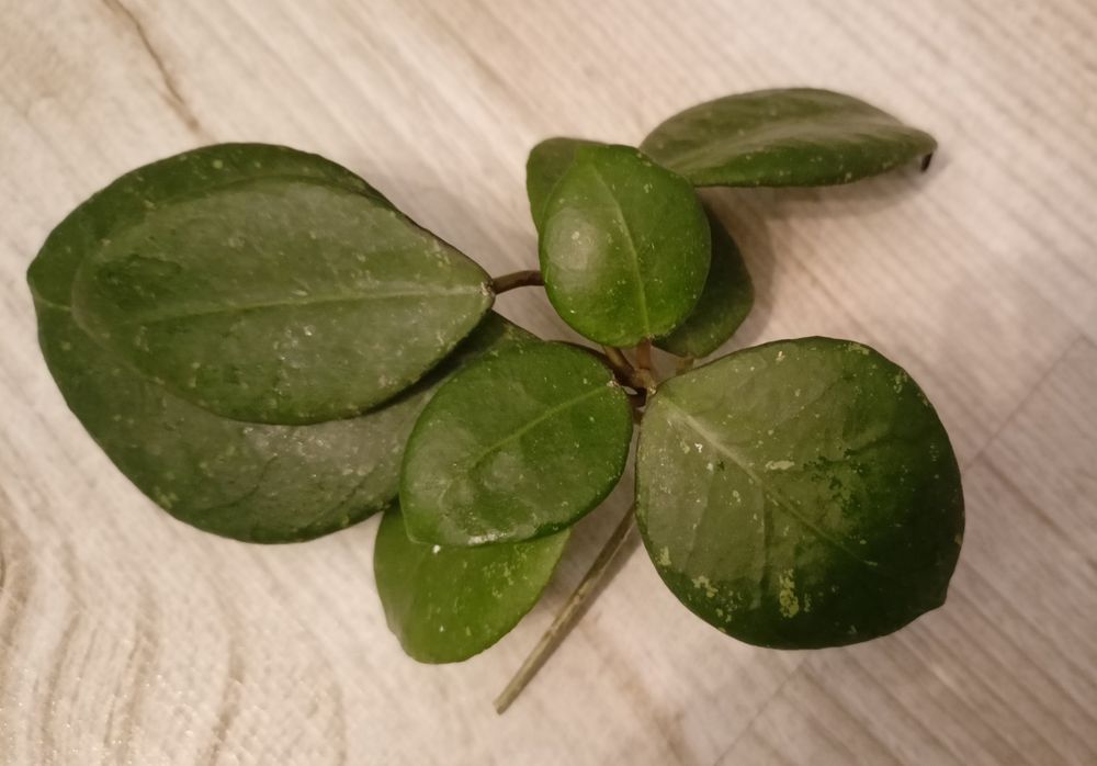 Hoya ovatifolia rosnąca