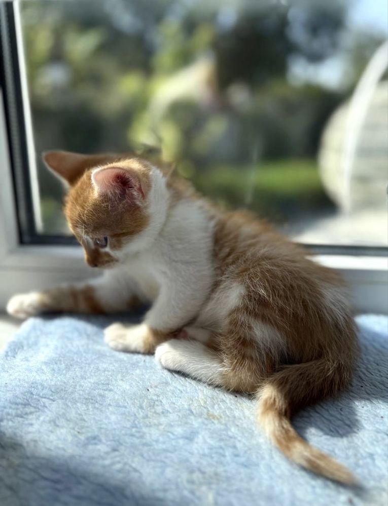 Кошеня киця 2 міс