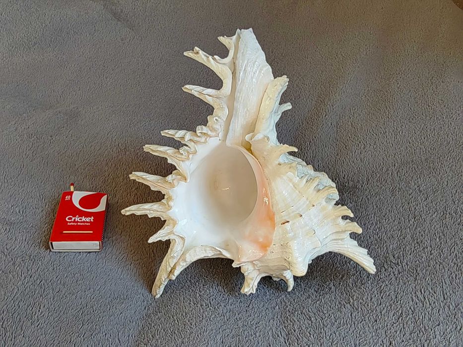 Duża muszla morska dekoracyjna Murex (Chicoreus ramosus) +GRATISY