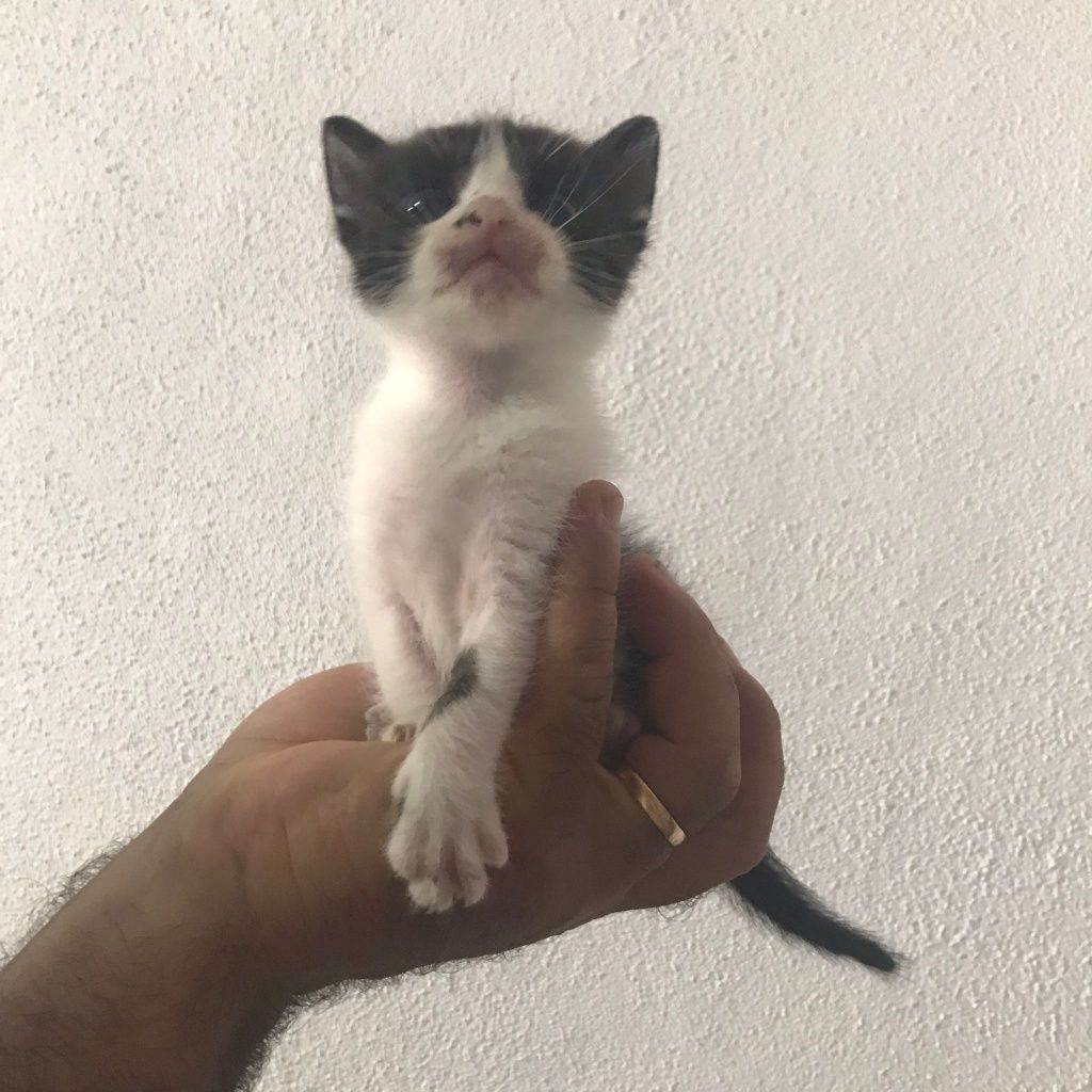 Gatinho bebe para adoção