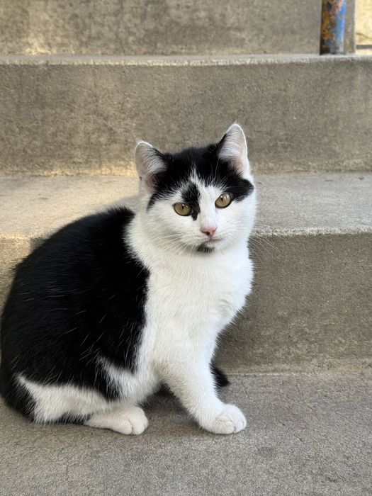 oddam kociaki w dobre ręce!