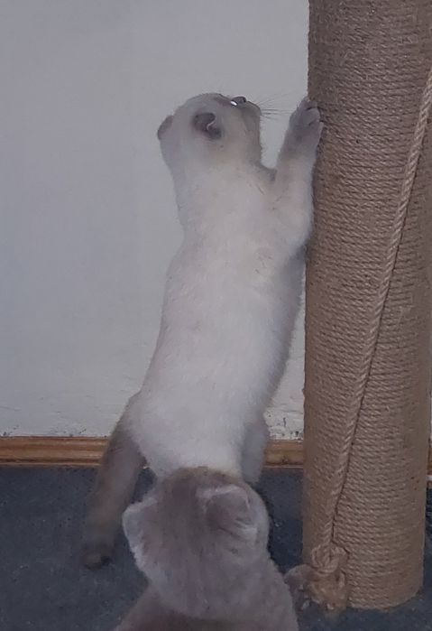 Шотландская вислоухая Девочка. Окрас Блю-пойнт.