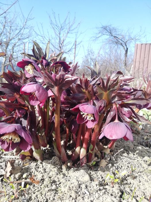 Морозник червоний