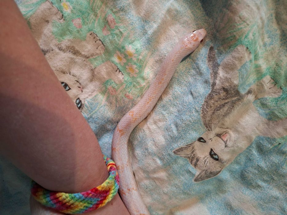 Wąż hybryda zbożówki