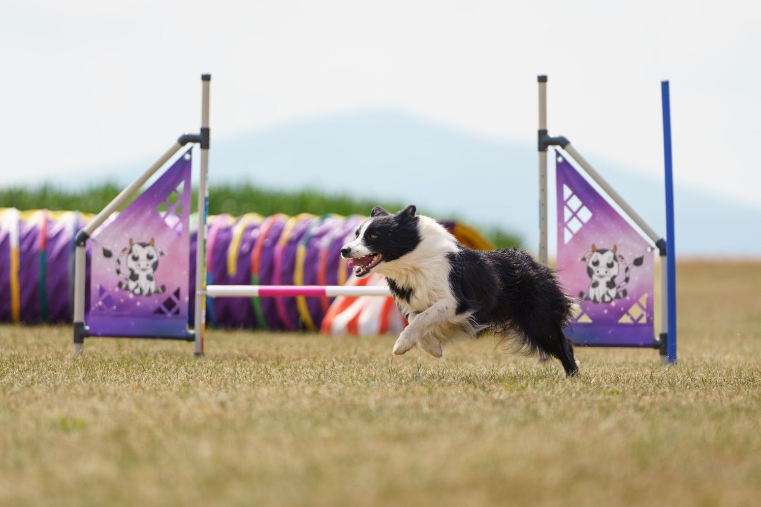 Border Collie ZKwP FCI linia vers - Ostatnie dwa szczeniaczki!