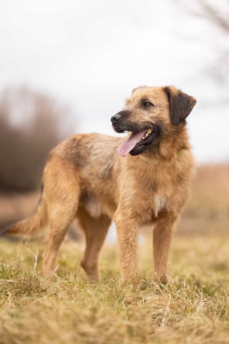 Bono – mądry szorściak w typie border terrier szuka domu!