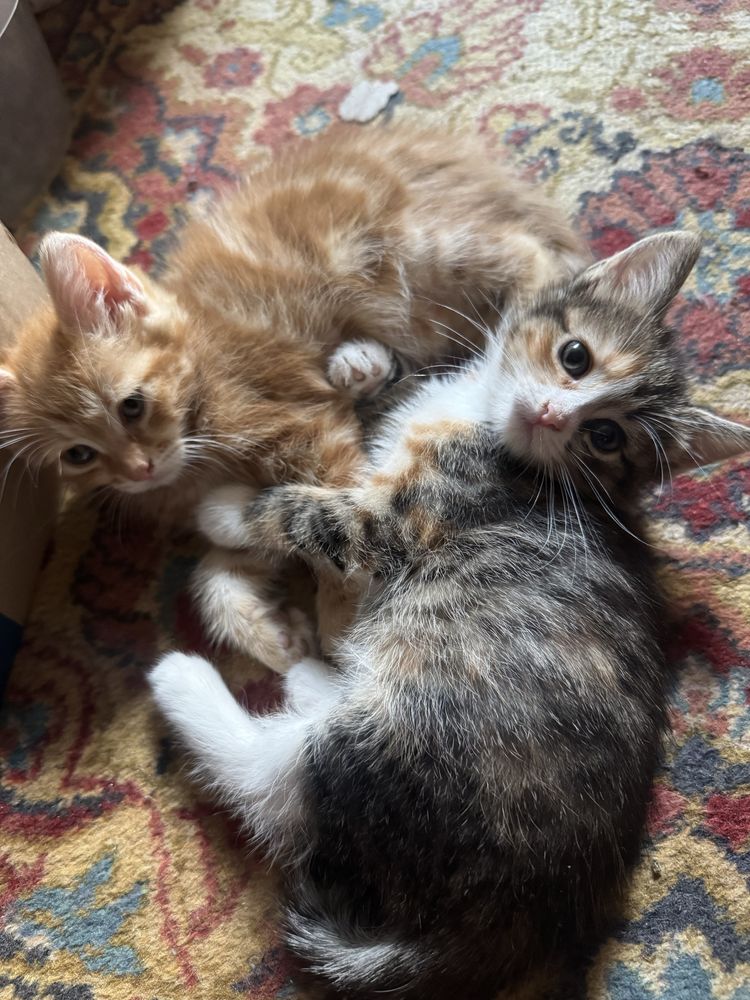 Котята мальчик девочка отдам бесплатно