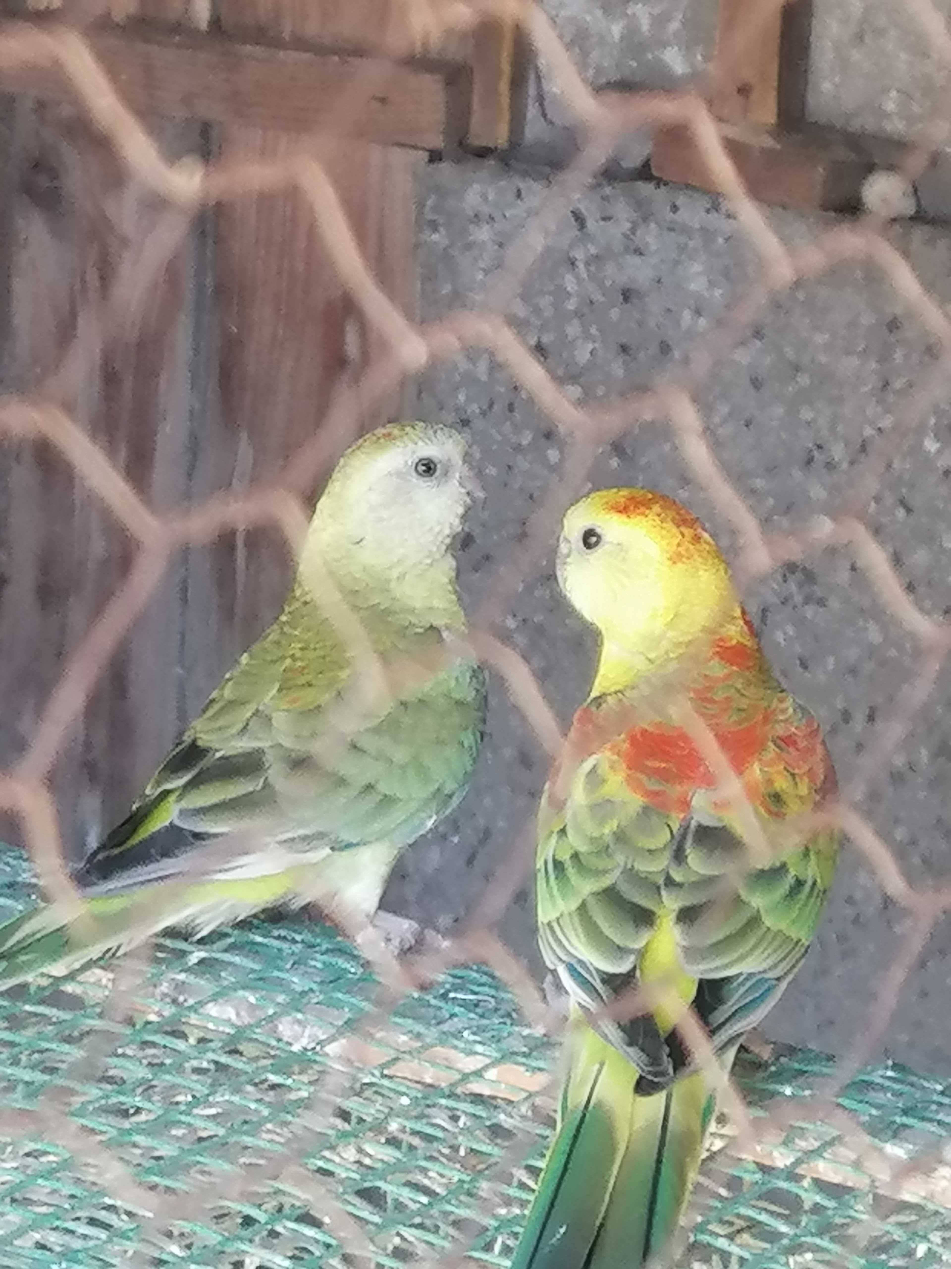 Turkawke sprzedam