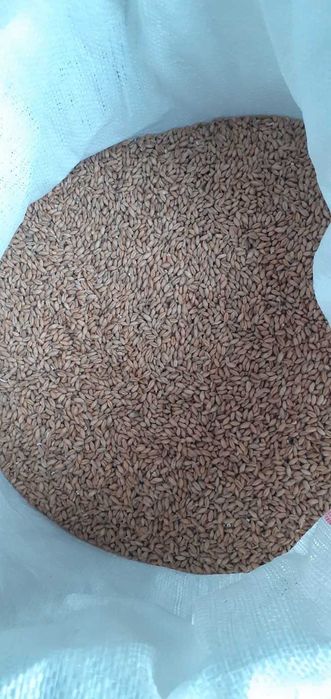 Pszenica, pszenżyto, żyto, łubin BORUTA