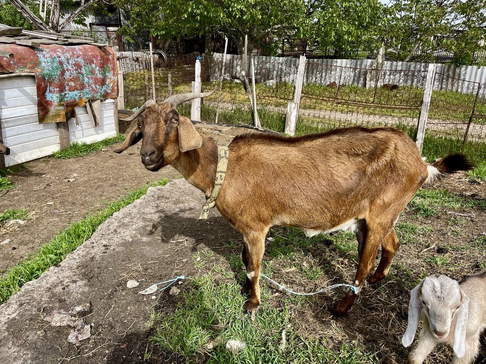 Продам нубийских коз