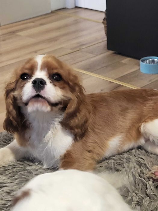 Cavalier King Charles Spaniel FCI