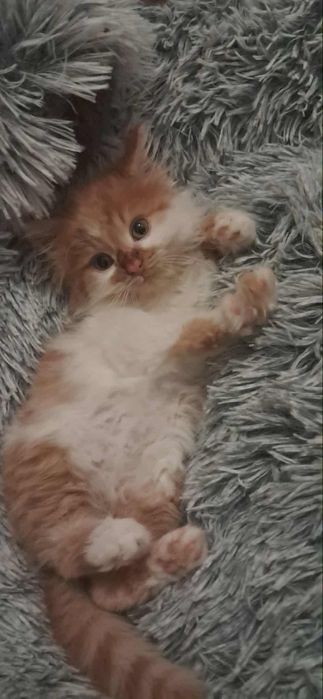 Kotek długowłosy , po rasowej mamie