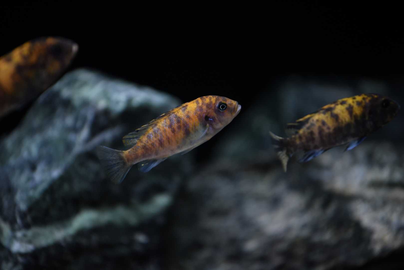 Pyszczaki Malawi Metriaclima Estherae (Minos Reef) polecam !!