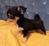Piesek Chihuahua