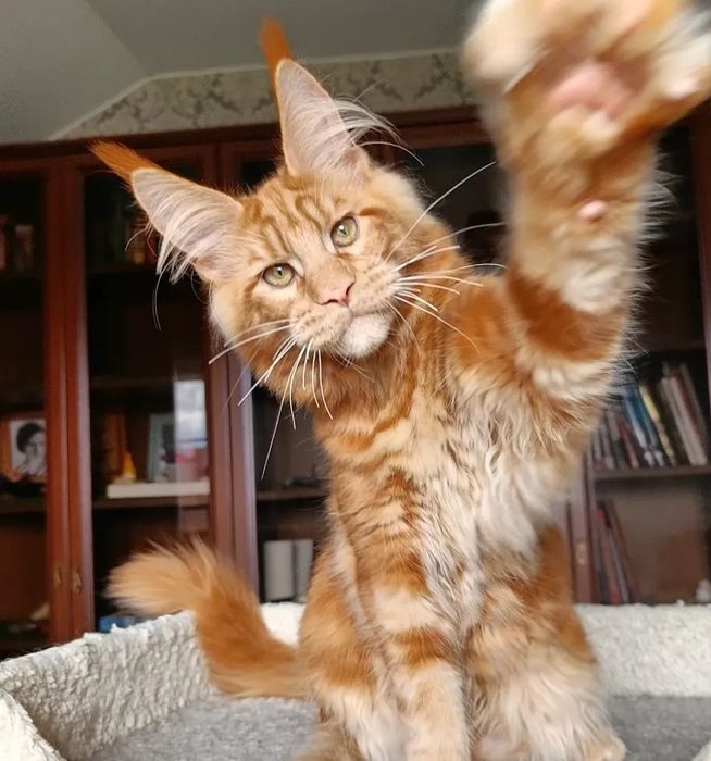 Малыши мейн-кун с документами