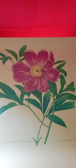4 grafiki botaniczne piękne wydruki kwiatów galeria na ścianę