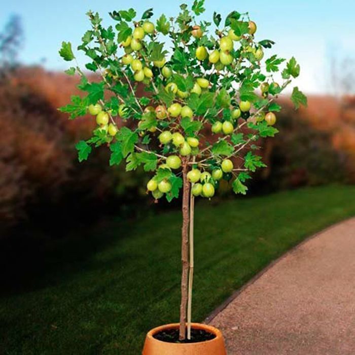 Саджанці аґрусу на штамбі Роздріб-ОПТ/Саженцы крыжовника на штамбе ОПТ