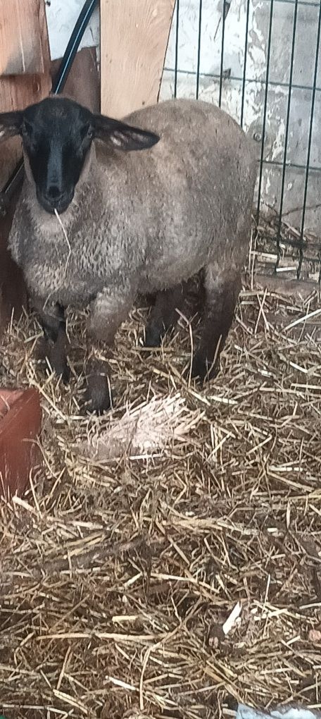Vendo borregos cruzados de Suffolk r el francès