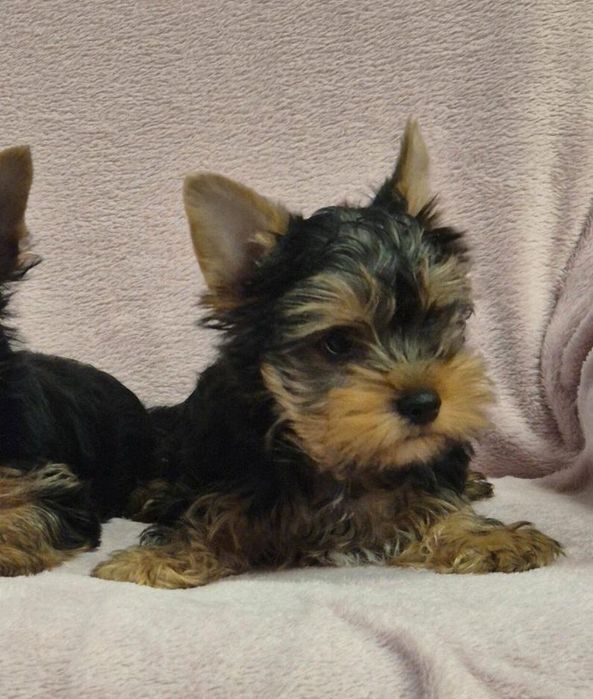 Yorkshire Terrier Mini