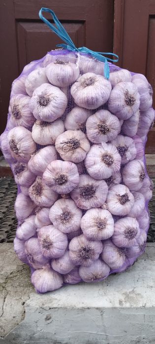 Продається часник "Любаша"