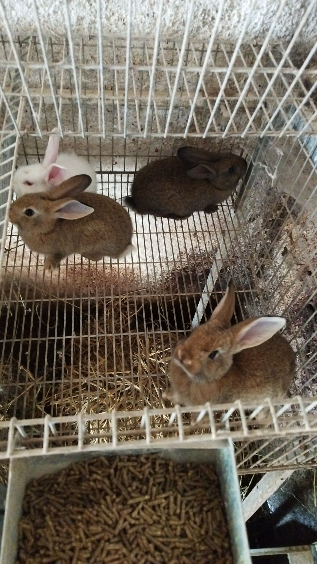 Coelhos várias idades