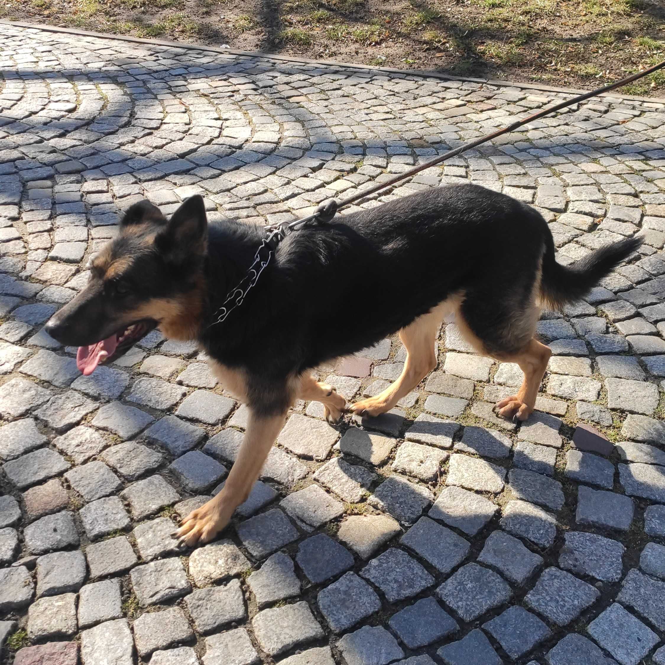 Owczarek niemiecki suczka Saba szuka domu