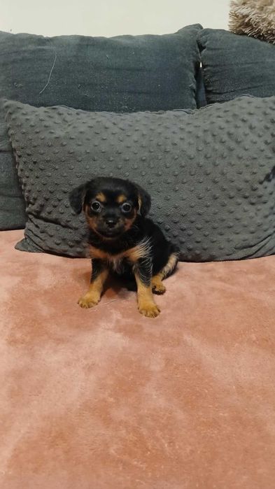 Melcia śliczny szczeniak do adopcji