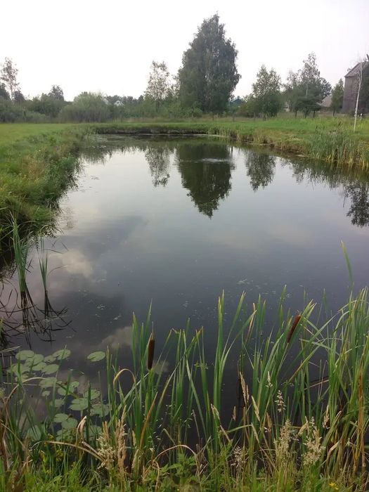 Вапно для ставків лікує від рибних кліщів очищає воду .