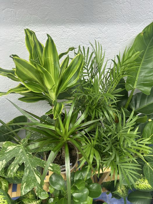 Кімнатні квіти Рослини