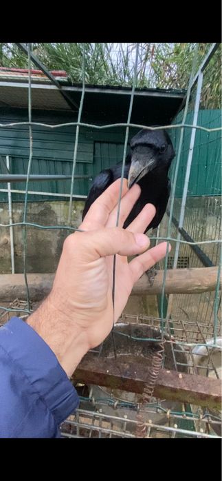 Corvo corax com documentos