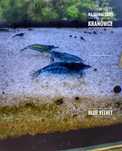 Krewetki Blue Velvet - możliwa wysyłka - na kranówce