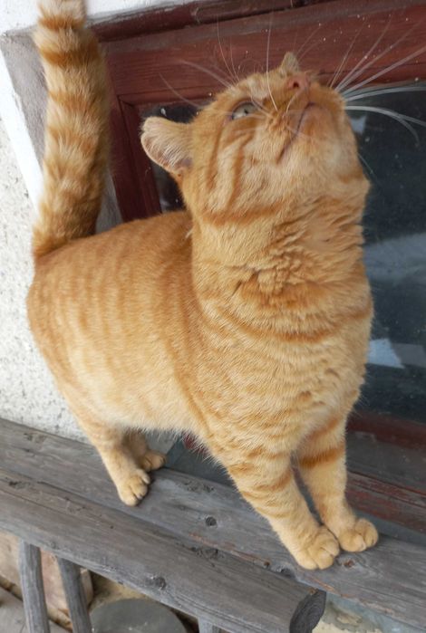 Рудий котик шукає дім