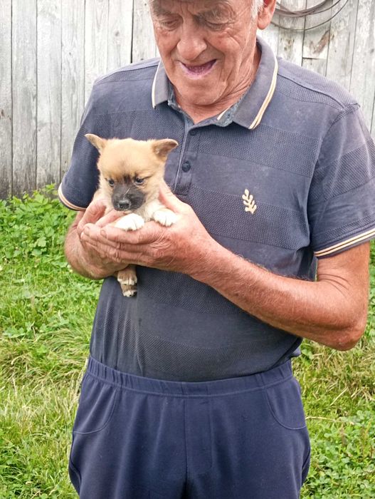 Віддам цуценят чоловічої статі в добрі руки.