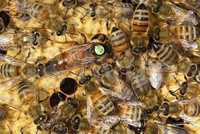 Матки Карника Sklenar 47/G/10-F1 Пчеломатки, бджоломатки,матка. бджоли