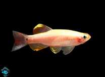 Kardynałek złoty - Tanichthys albonubes GOLD