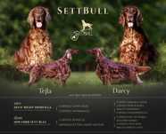 Rodowodowy seter irlandzki SettBull (FCI) ZKWP