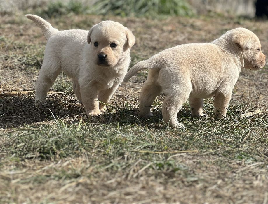 Menina Labradora Creme