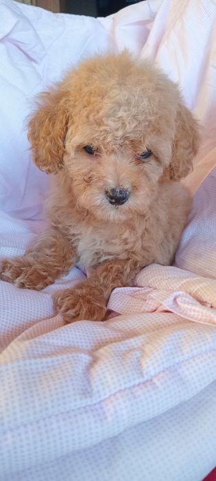 Дівчинка біля Львова